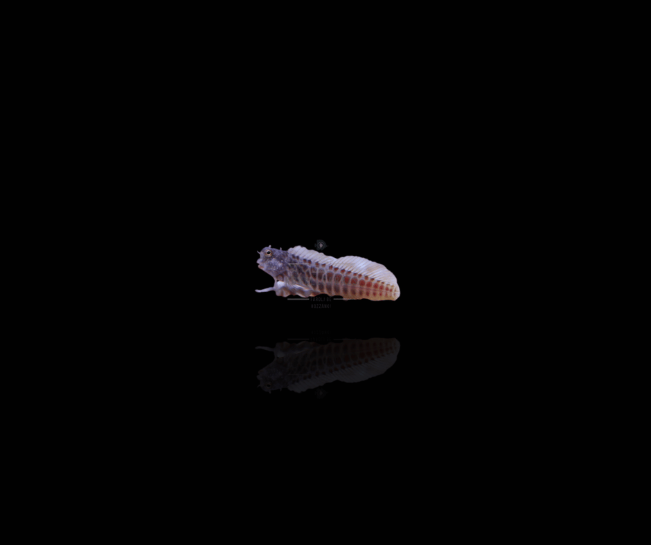Salarias Segmentatus